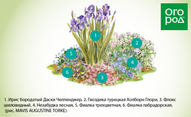 Определите несколько растений весенних цветников нарисуй 2 3